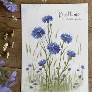Poster / Kunstdruck "Kornblume"- DIN A4