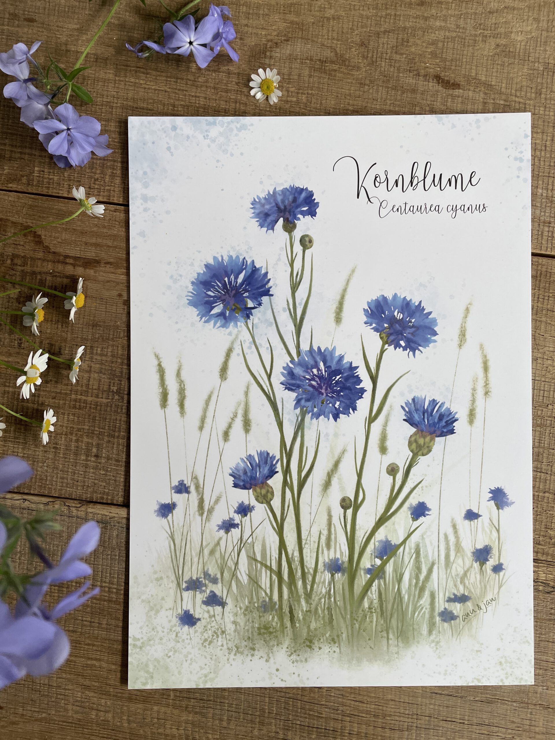 Poster / Kunstdruck "Kornblume"- DIN A4